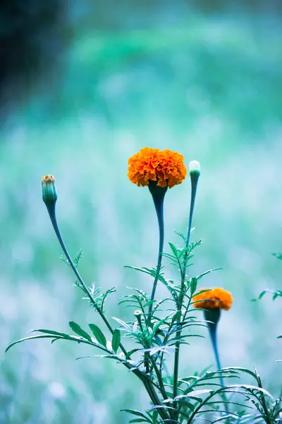 Flores Caléndula Amarillas Naranjas Tagetes Flor Entre Otros —  Fotos de Stock