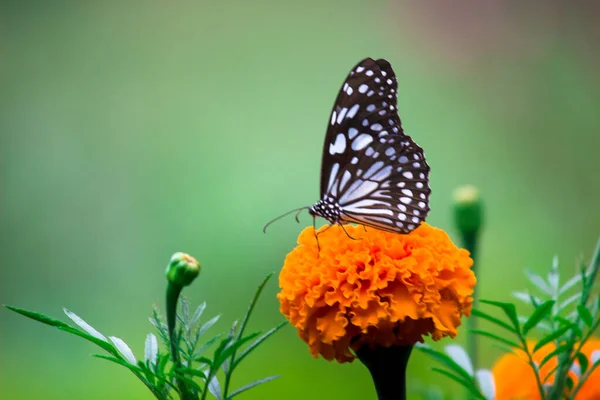 Euploea Noyau Corbeau Commun Reposant Sur Les Plantes Fleurs Duri — Photo