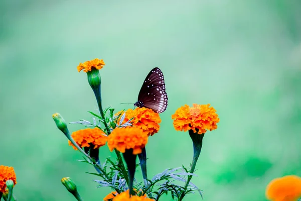 Euploea Noyau Corbeau Commun Reposant Sur Les Plantes Fleurs Duri — Photo