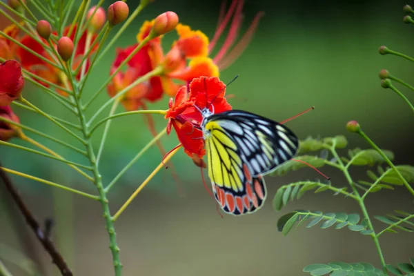 Jezebel Motýl Delias Eucharis Odpočívající Royal Poinciana — Stock fotografie
