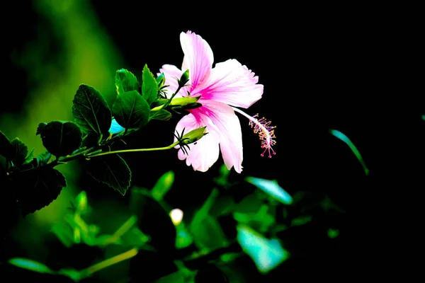 Hibiszkusz Hibiscus Nemzetség Tavasszal Virágzik Egy Pubban — Stock Fotó