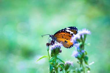 Düz Kaplan Danaus Krisippus Kelebeği yeşil arka planda çiçeklerle besleniyor.