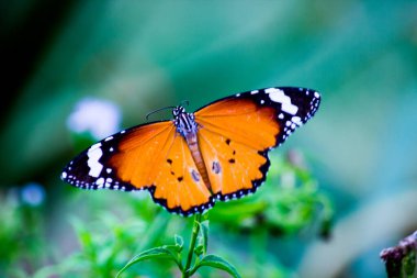 Düz Kaplan (Danaus chrysippus) kelebeğin halka açık bir parkta çiçekleri ziyaret etmesi ve Hindistan 'da ilkbaharda kendini beslemesi..