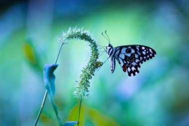 Papilio Demoleus Kelebeği 'nin güzel bir manzarası bulanık yeşil arka planda bir bitkinin dalına asılı.