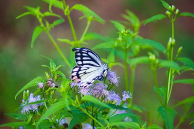 Delias Eucharis, özellikle Hindistan, Sri Lanka, Endonezya, Myanmar ve Tayland 'ın kurak olmayan bölgelerinde olmak üzere güney ve güneydoğu Asya' nın birçok bölgesinde bulunan orta büyüklükte bir kelebek türüdür. Sıradan Jezebel en ortaklardan biridir.