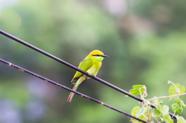 Arı yiyiciler, Meropidae familyasından gelip geçmeyen üç cins kuş türü.