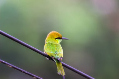 Arı yiyiciler, Meropidae familyasından gelip geçmeyen üç cins kuş türü.