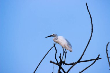 Bubulcus ibis ya da Heron ya da yaygın olarak bilinen adıyla Sığır Akbalıkçıl doğal ortamında yumuşak, berrak yeşil bir arka planda.