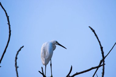 Egret Sığırı ya da Bubulcus Ibis olarak da bilinir. Ağaç dalında dimdik duran Ibis, arka planda mavi gökyüzüne uzanır.