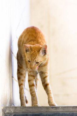 Rahatlayan sevimli kedi portresi.