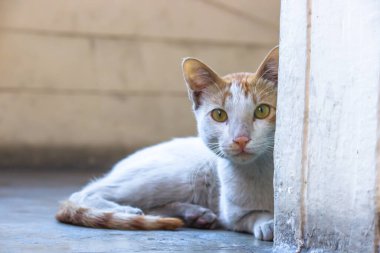 Sarı gözlü ve bıyıklı sevimli kedi portresi, hoş yumuşak, tüylü, düz kulaklı uzun saçlı kedi. Boşluğu kopyala