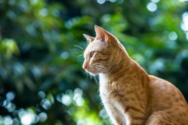 Sevimli ve sevimli evcil kedi Parlak sarı gözlerle uzaklara bakıyor