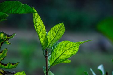 Tropikal yağmur ormanları bitkileri çalılar, yeşil yapraklar, tropik bahçedeki filodendronlar.