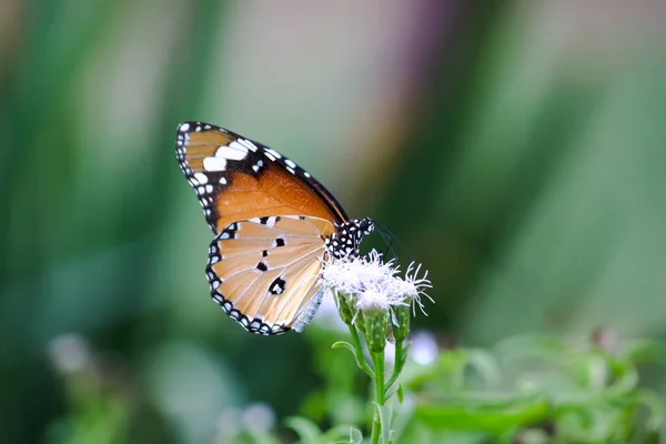 Крупный План Равнинного Тигра Danaus Chrysippus Бабочка Посещая Цветок Природе — стоковое фото