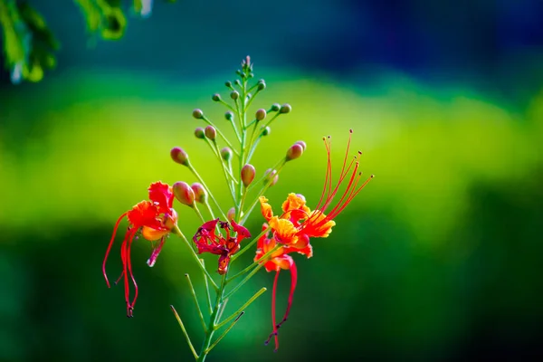 Flam Boyant Flame Tree Royal Poincana Delonix Regiaは 豆科の明るい橙色の花種です — ストック写真