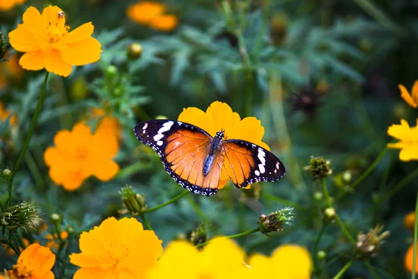 Tigre Planície Danaus Chrysippus Uma Borboleta Vibrante Tamanho Médio Com — Fotografia de Stock