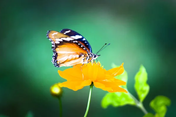 プレインタイガー Danaus Chrysippus 黒と白で縁取られた翼を持つ上部にオレンジを持つ中規模の活気ある蝶です 分節体 は黒プレインタイガーはニンファロイドに属し 最大の泡です — ストック写真