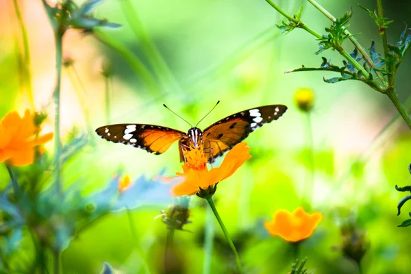 Tigre Uni Danaus Chrysippus Est Papillon Vibrant Taille Moyenne Avec — Photo