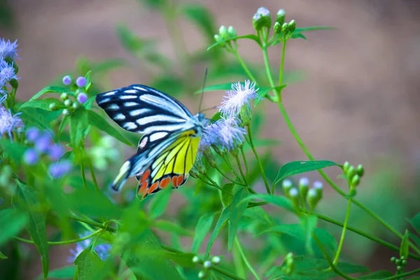 Delias Eucharis Farfalla Jezebel Visita Piante Fiore Nettare Durante Stagione — Foto Stock