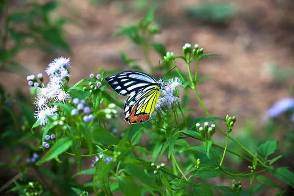 Delias Eucharis Comune Jezebel Una Farfalla Pierid Medie Dimensioni Che — Foto Stock