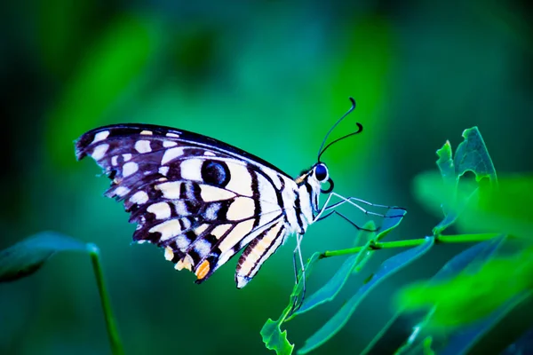 리오데몰 레우스의 매크로 사진은 일반적 나비이며 분포되어 나비로 도알려져 있으며 — 스톡 사진
