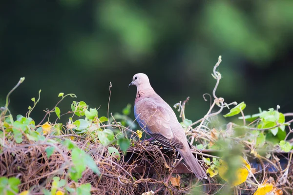 Європейська Черепахова Голубка Членом Сімейства Птахів Columbidae Голубів Голубів Розмножується — стокове фото