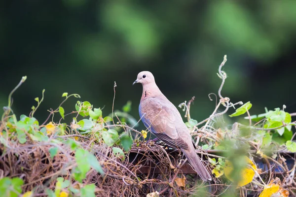 Pomba Tartaruga Oriental Pomba Tartaruga Ruiva Membro Família Columbidae — Fotografia de Stock