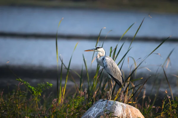 Painted Stork Large Wader Stork Family Found Wetlands Plains Tropical — Stock Photo, Image