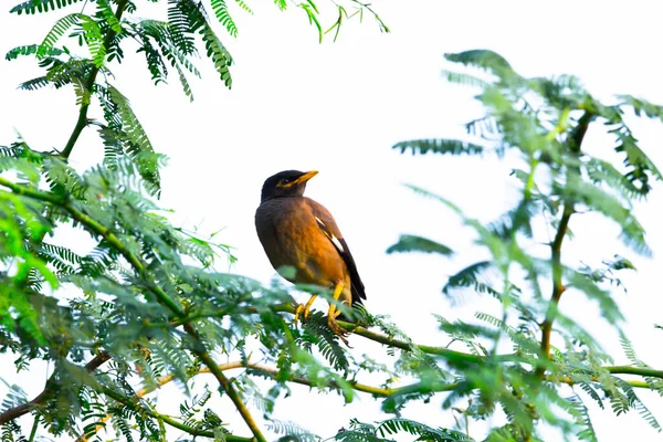 Myna Zwyczajna Acridotheres Tristis Lub Myna Indyjska Również Pisana Mynah — Zdjęcie stockowe