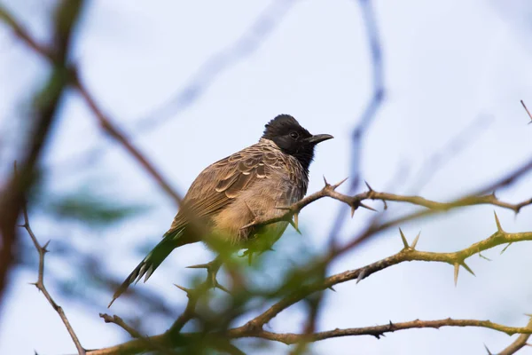 Kırmızı Bulbul Uzun Bir Uçuştan Sonra Ağaç Tepesinde Dinleniyor Yaz — Stok fotoğraf