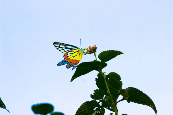 Jezebel Fjäril Besöker Blomväxter För Nektar Vårsäsongen Indien — Stockfoto