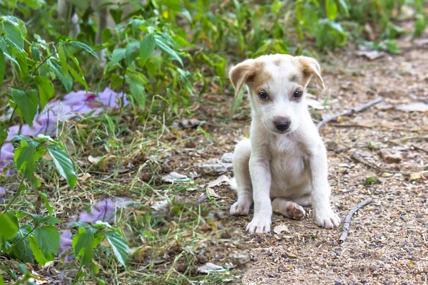 Lindo Cachorro Blanco Posando Mirando Hacia Cámara Outdoor Verano Parque —  Fotos de Stock