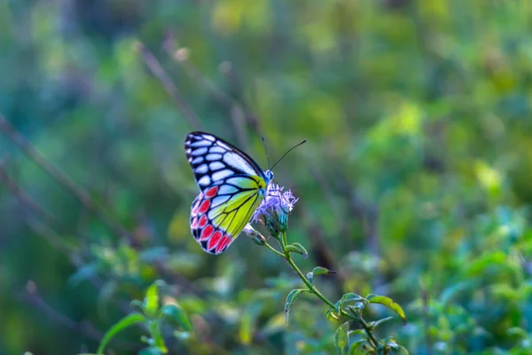 Papillon Indien Jezebel Delias Eucharis Reposant Sur Les Plantes Fleurs — Photo