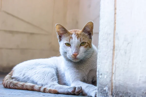 Retrato Gato Aspecto Lindo Con Ojos Bigotes Amarillos Bonito Gatito — Foto de Stock