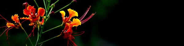 春開花の背景テキストを挿入するための無料のスペースと暗い背景の花 — ストック写真