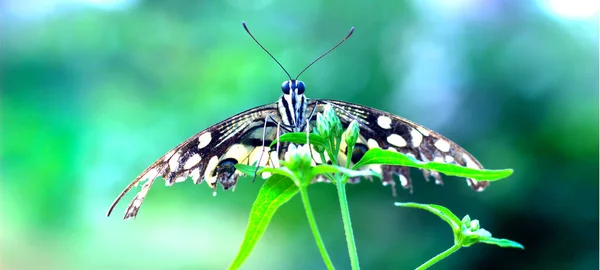 Papilio Motýl Nebo Obyčejný Vápenec Motýl Sedí Květinové Rostliny Jeho — Stock fotografie