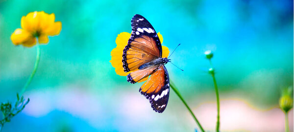  Plain Tiger Danaus chrysippus butterfly feeding itself on the flower plant in natures green background