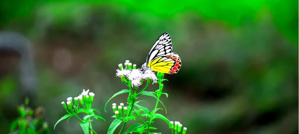 庭の春の間に花の植物に休んでいるインドのジーゼベル蝶 — ストック写真