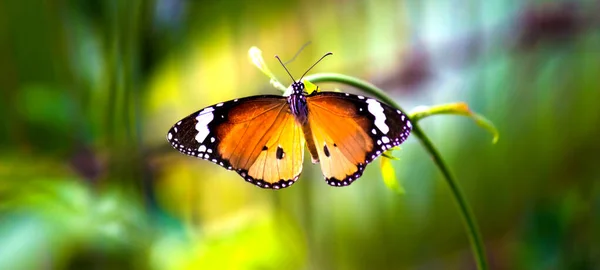 平野タイガーDanaus Chrysippus蝶は緑の背景に花の植物に餌を与えます — ストック写真