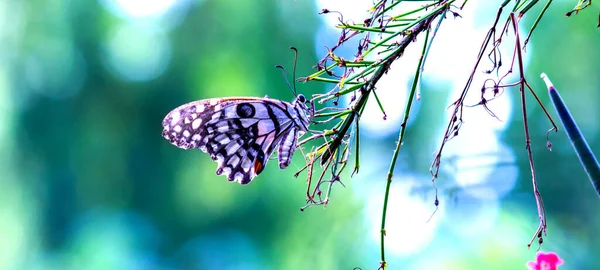 Mariposa Papilio Mariposa Común Lima Sentada Sobre Las Plantas Flores — Foto de Stock