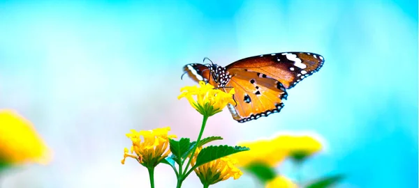 Plain Tiger Danaus Crisálida Borboleta Alimentando Sobre Planta Flores Natureza — Fotografia de Stock