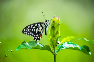 Kireç kırlangıç ve kareli kırlangıç kuyruğu görüntüsü 