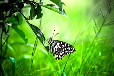 Kireç kırlangıç ve kareli kırlangıç kuyruğu görüntüsü 