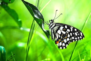 Kireç kırlangıç ve kareli kırlangıç kuyruğu görüntüsü 