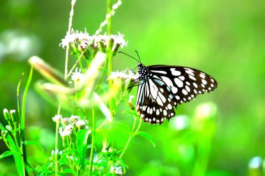 Kireç kırlangıç ve kareli kırlangıç kuyruğu görüntüsü 