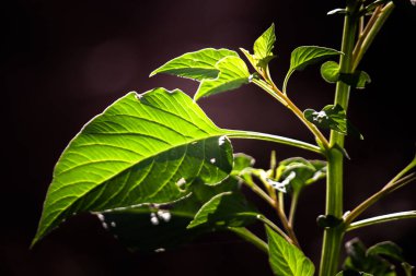 Gün boyunca güneş ışığını yansıtan yapraklar.