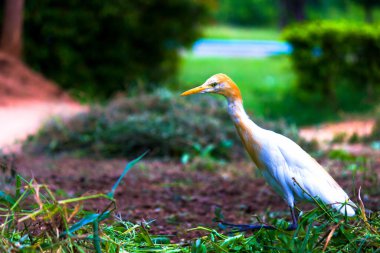 Bubulcus ibis veya Heron veya bilinen adıyla Sığır Egret doğal ortamında 