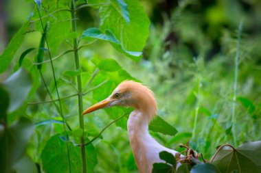 Bubulcus ibis veya Heron veya bilinen adıyla Sığır Egret doğal ortamında 