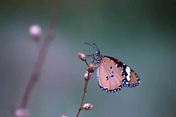 Plain Tiger Danaus Chrysippus Vlinder Bezoeken Bloemen Natuur Lente — Stockfoto