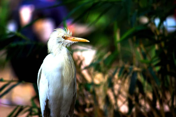 Bubulcus Ibis Heron Beter Bekend Als Runderzilverreiger — Stockfoto